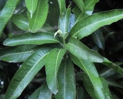 Mango Leaves Dried Organic Natural 100% Quality Herbal Fresh Leaves 50g