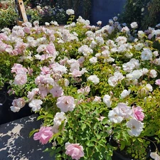 Digital Image Photo Wallpaper Background Desktop Bloom Flowers! Only 0.99 Cent!