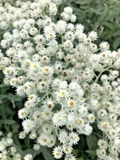 Anaphalis Triplinervis Pearl Everlasting Herbaceous Cottage Perennial in 9cm Pot