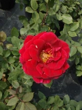 Mr. Lincoln Red 1 Gal Big Live Bush Plant Hybrid Tea Plants Fine Landscape Roses