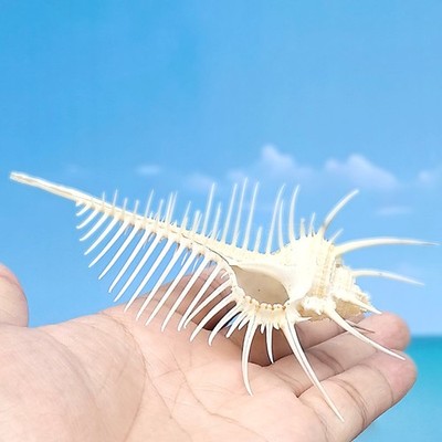 Natürlicher Venus Kamm Indischer Ozean Muschel Muschel Strand Aquarium Dekoration