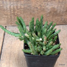 D6554 HUERNIA MACROCARPA X LIXIVIO maceta 8-H8-W16 cm MaMa Cactus