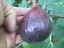 Violette-du-Bordeaux-FIG-TREE-Ficus-Carica-NEGRONNE-Petite-Live-sml-Potd-Plant