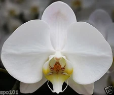Phalaenopsis Sogo Yukidian "V3" Large White. 