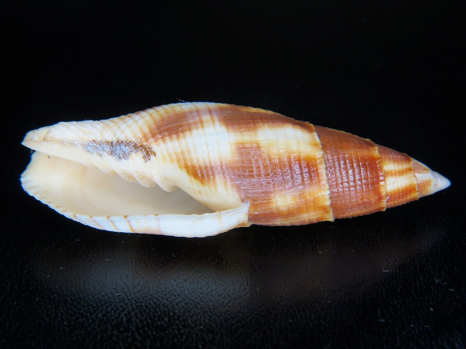 Mitra Eremitarum miter shell collectible specimen shipped from USA