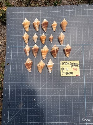 Lot of 17 Conch Shells Mixed Sizes Brown & White Seashell Collection