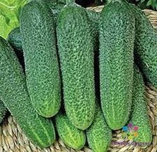 25+ Harmonie Cucumber Seeds for Garden Planting - USA - FREE SHIPPING!