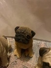 3Pug Dogs seated. one living stone,one sand stone and one porlician — photo 1