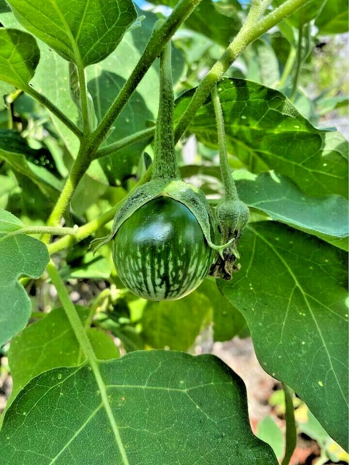 Fresh Thai Green Round Eggplant Seeds – Heirloom Variety – 250mg Packet (About 50 Seeds) For Your Garden