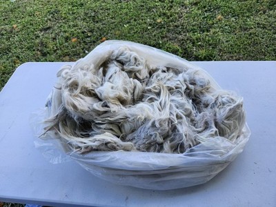 SURI ALPACA FLEECE. 5.11 Lbs, White, Prime, 1st Shearing. Raw, Skirted: ''Kal''