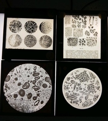 4 antike magische Laternenobjektträger wissenschaftliches Mikroskop, botanische Mineralienlehre