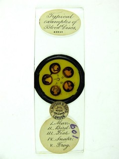 Antique microscope slide by Watson. "Typical examples of Blood Discs".