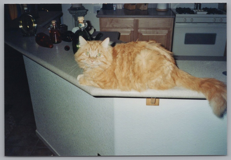 Orange Tabby Cat Lounging On Kitchen Counter 1990s2000s Home Scene eBay