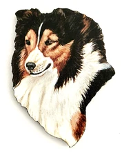 Shetland Sheepdog Fridge Magnet ~ By Chuck Brown ~ Sheltie with White Blaze