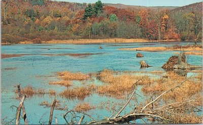 POSTCARD-BLUES & BROWNS