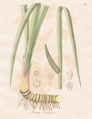 Acorus Calamus Kalmus botany Botanik engraving Kupferstich Guimpel 1815