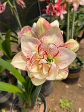 Amaryllis Holland Double Imported Flower Bulbs for Home and Gardening Pack of 2