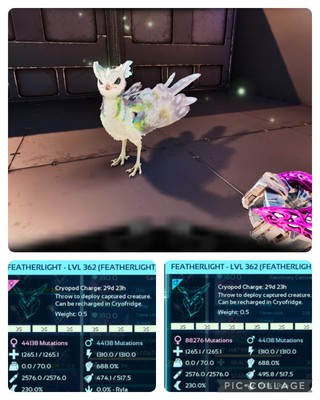 ark survival ascended pve SOLID ID25 FEDERLEICHT NUR ZUCHTPAAR