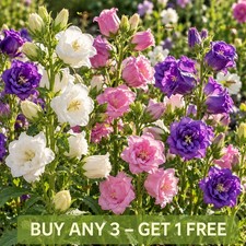 Canterbury Bells Double Mix 2200 Seeds | Campanula Medium Cottage