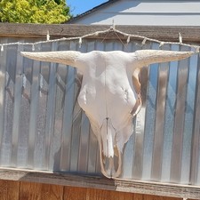 Cow Skull With Horns Wall Mount Large Animal From Animal 36in x 15in