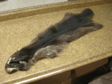 Tanned Damaged Raccoon Hide Fur 00003228 A-18