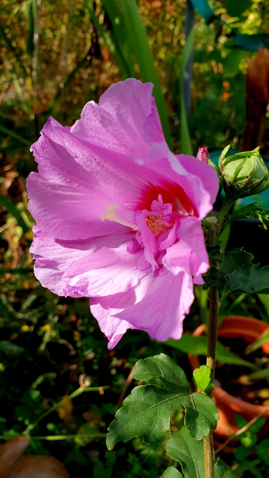 Hibiskus weißlila Blüten, Eibisch, Malve, winterhart, 20 Samen, Topf