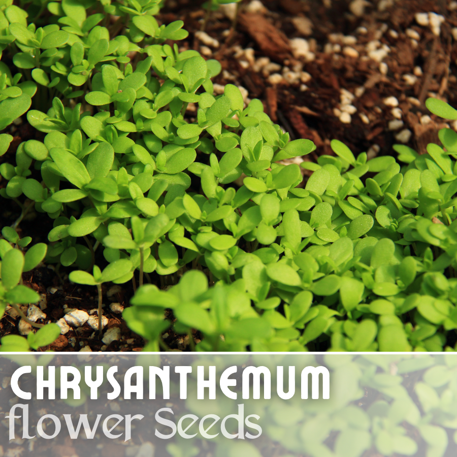 Bountiful Mix Mum Chrysanthemum Seeds 200+ Seeds Mum Flower, Flower Seeds  Annual | eBay