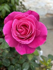 Fragrant-Large-Dark Pink Rose - 10 Seeds 2024 - USA