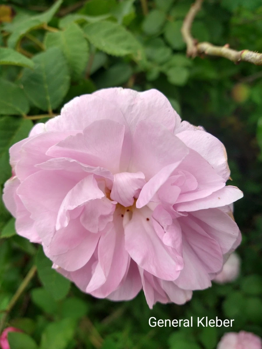 ローズ出品 Antique Rose Bush for sale | eBay