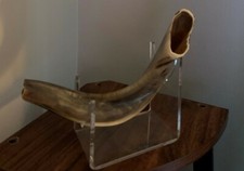 Shofar Ram's Horn Made In ISRAEL 10" with lucite stand