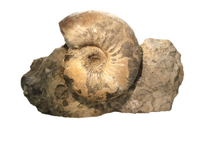 Sigaloceras calloviense-Ammonit auf Matrix - Ashton Keynes UK, Dogger,Highlight!
