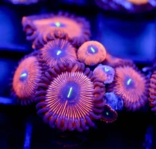DIYreefer Live Coral WYSIWYG Red People Eaters 8 Polyp Frag