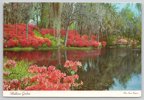 Postkarte Charleston SC Middleton Gardens Continental 4x6 Vintage - Bild 1 von 3