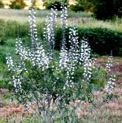 SEEDVILLE USA 50 WHITE WILD INDIGO Baptisia Alba Usa Native Pollinator Flower Seeds