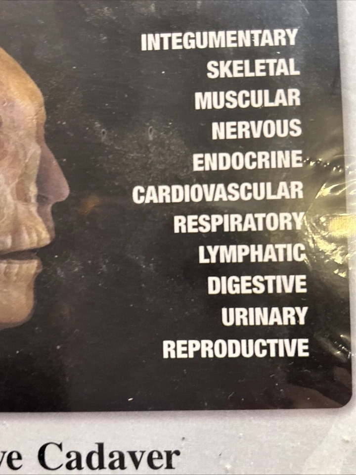 Anatomy & Physiology Revealed - Version 2.0 (CD-ROM) McGraw-Hill - Image 4 of 4