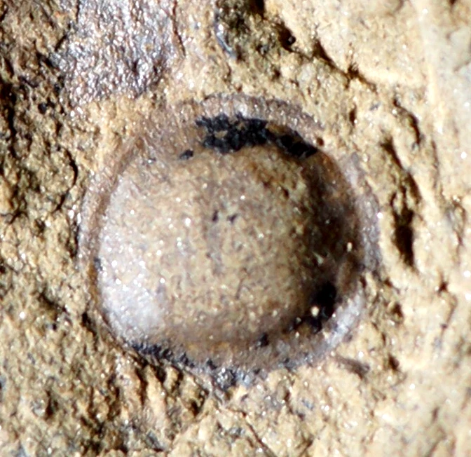 Very rare big Extremely Cooksonella Junggaria oldest silurian land plant - Image 3 of 4