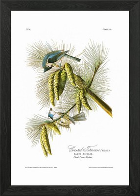 The Birds of America - Crested Titmouse gerahmtes Wandbild Poster Druck Bild