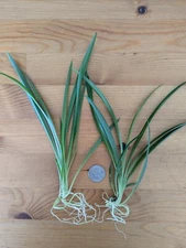 5 Live Green Spider Plant Cuttings Non-Variegated Rooted Pups Chlorophytum
