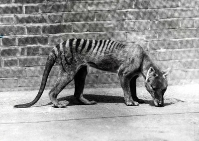 Old Large Photo Of Exinct Animal The Tasmanian Tiger c1930s No 1