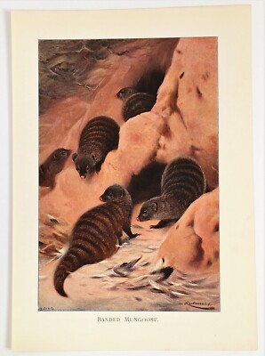 BANDED MONGOOSE - 1916 Antikdruck, Farblithographie