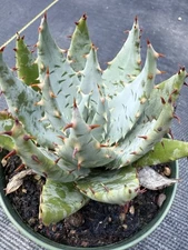 Aloe peglerae | Live Succulent | Aloe Plant | Live Plant