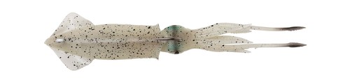 Savage Gear 3D TPE Swim Squid Lures - Cod Bass Pollock Halibut Norway Fishing - Picture 7 of 10