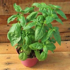 Genovese Basil 500 Seeds Herbs Heirloom Non GMO FREE SHIPPING