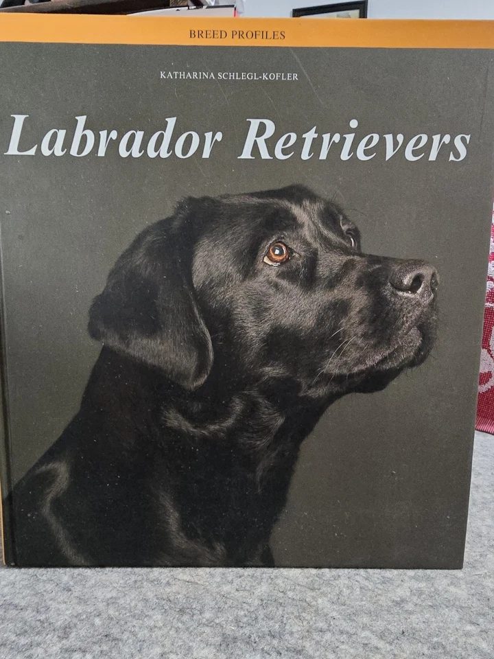 Labrador Retriever Foto 4 de 4