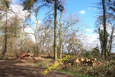 Photo 12x8 Timber production in Bourne Wood, Lincolnshire Bourne/TF0920 F c2006