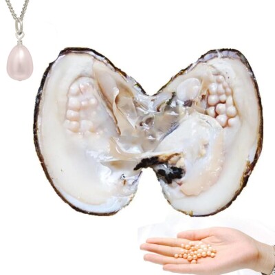 Big Oyster Pearl Freshwater Cultured Oval w/ 25 Pearl inside 5-7mm