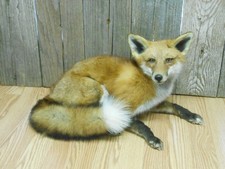 new taxidermy mount northeastern red fox cabin mancave decor wildlife art