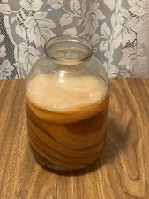 Large Live Kombucha SCOBY  Starter Tea  Tea Mushroom Healthy Culture  Ready