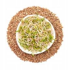 Spinat - Keimsaat Keimger&auml;t - 50g