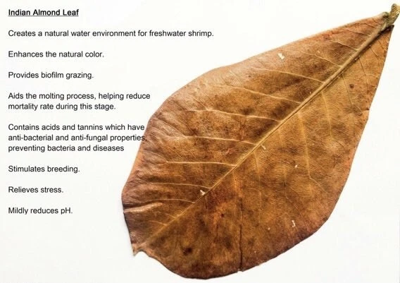 Indian Almond Catappa Leaves IAL Premium For Betta Shrimp Reptile - Large - Image 3 of 4